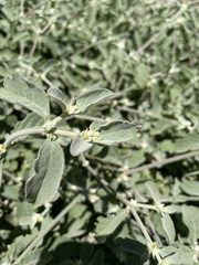 Alternanthera halimifolia