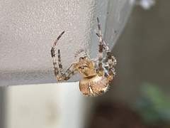 Araneus diadematus
