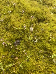 Eriochilus pulchellus