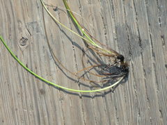 Phyllospadix torreyi