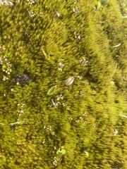 Eriochilus pulchellus