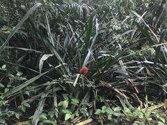 Aechmea magdalenae