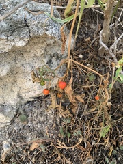 Capsicum annuum glabriusculum