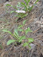 Stevia plummerae