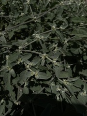 Alternanthera halimifolia
