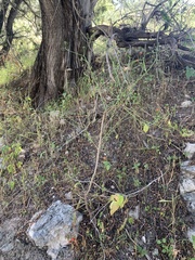 Capsicum annuum glabriusculum