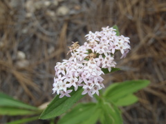 Stevia plummerae
