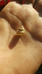 Pomatias elegans