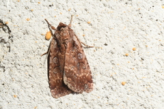 Eueretagrotis attentus