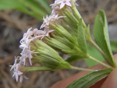 Stevia plummerae