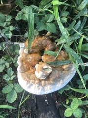 Ganoderma sessile