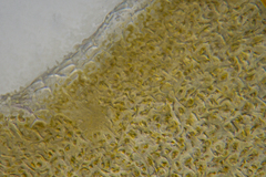 Asperococcus ensiformis
