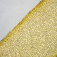 Asperococcus ensiformis