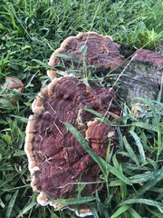 Ganoderma sessile