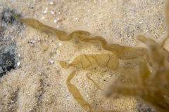 Asperococcus ensiformis