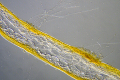 Asperococcus ensiformis