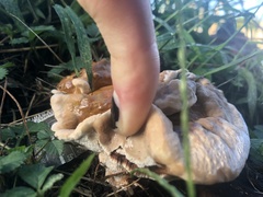 Ganoderma sessile