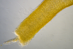 Asperococcus ensiformis