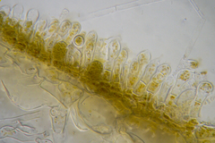 Asperococcus ensiformis