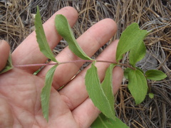 Stevia plummerae