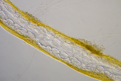 Asperococcus ensiformis