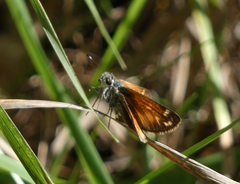 Hesperia woodgatei