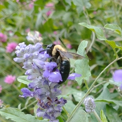 Xylocopa virginica