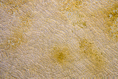 Asperococcus ensiformis
