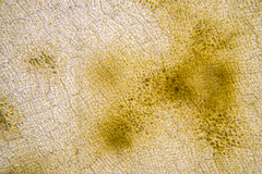 Asperococcus ensiformis