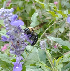 Xylocopa virginica