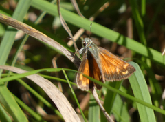 Hesperia woodgatei