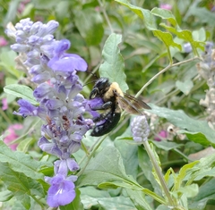 Xylocopa virginica