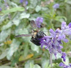 Xylocopa virginica