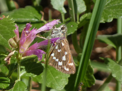 Hesperia woodgatei