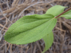 Stevia plummerae