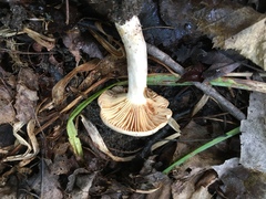 Lactarius griseus