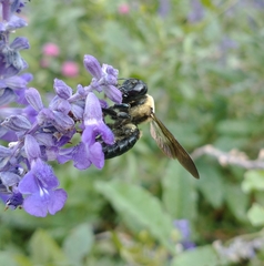 Xylocopa virginica