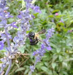 Xylocopa virginica
