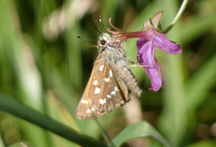 Hesperia woodgatei