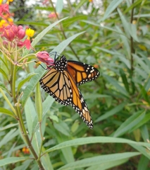 Danaus plexippus
