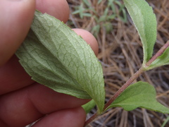 Stevia plummerae