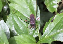 Leptoscelis quadrisignatus image