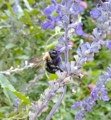 Xylocopa virginica