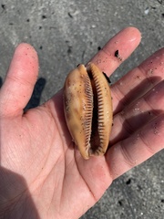 Macrocypraea cervinetta