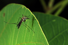 Armigeres subalbatus