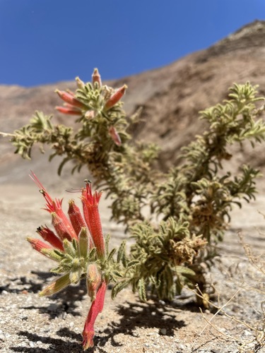Malesherbia ardens