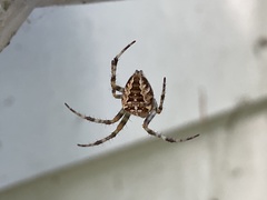 Araneus diadematus