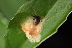 Emertonella taczanowskii