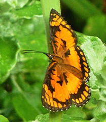 Byblia anvatara acheloia