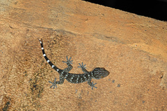 Gekko reevesii